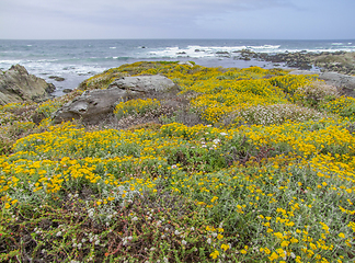 Image showing idyllic coastal scenery in California