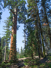 Image showing Sequoia National Park