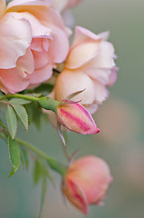 Image showing pink roses