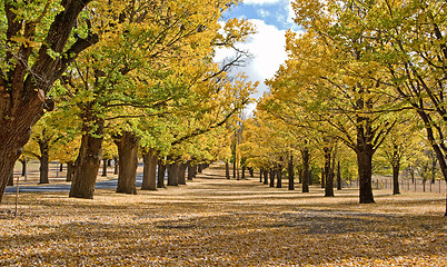 Image showing autumn in the park