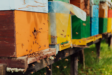 Image showing Row of blue and yellow hives. Flowers honey plants in the apiary. Bees are returning to the hives.