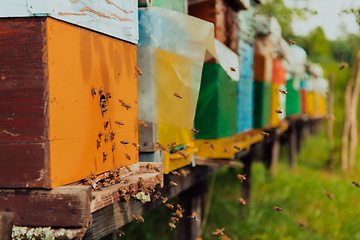 Image showing Row of blue and yellow hives. Flowers honey plants in the apiary. Bees are returning to the hives.