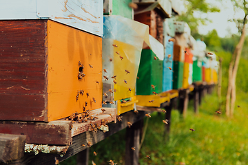 Image showing Row of blue and yellow hives. Flowers honey plants in the apiary. Bees are returning to the hives.