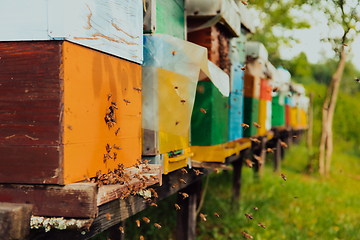 Image showing Row of blue and yellow hives. Flowers honey plants in the apiary. Bees are returning to the hives.