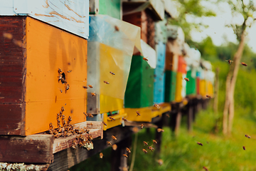 Image showing Row of blue and yellow hives. Flowers honey plants in the apiary. Bees are returning to the hives.