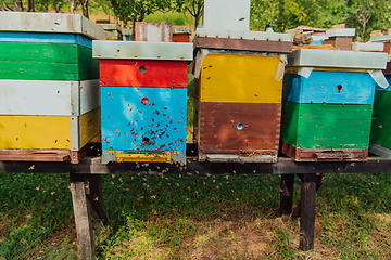 Image showing Row of blue and yellow hives. Flowers honey plants in the apiary. Bees are returning to the hives.