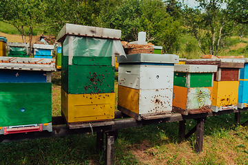 Image showing Row of blue and yellow hives. Flowers honey plants in the apiary. Bees are returning to the hives.