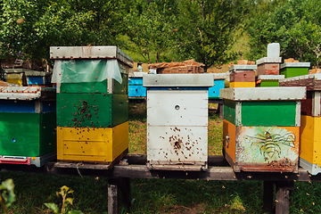 Image showing Row of blue and yellow hives. Flowers honey plants in the apiary. Bees are returning to the hives.