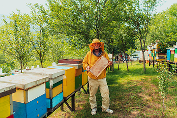 Image showing Senior beekeeper checking how the honey production is progressing. Photo of a beekeeper with a comb of honey