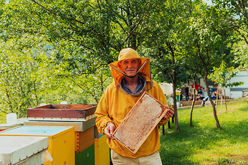 Image showing Senior beekeeper checking how the honey production is progressing. Photo of a beekeeper with a comb of honey