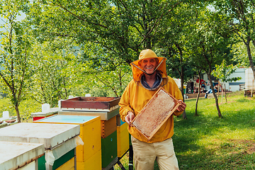 Image showing Senior beekeeper checking how the honey production is progressing. Photo of a beekeeper with a comb of honey