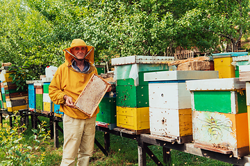 Image showing Senior beekeeper checking how the honey production is progressing. Photo of a beekeeper with a comb of honey