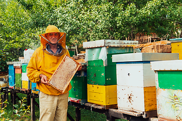 Image showing Senior beekeeper checking how the honey production is progressing. Photo of a beekeeper with a comb of honey