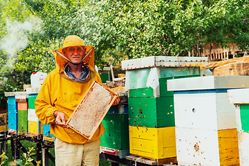 Image showing Senior beekeeper checking how the honey production is progressing. Photo of a beekeeper with a comb of honey