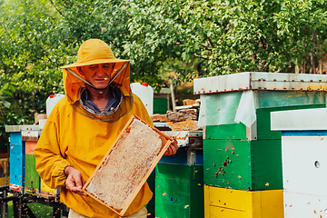 Image showing Senior beekeeper checking how the honey production is progressing. Photo of a beekeeper with a comb of honey