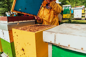 Image showing Senior beekeeper checking how the honey production is progressing. Photo of a beekeeper with a comb of honey