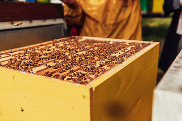 Image showing Senior beekeeper checking how the honey production is progressing. Photo of a beekeeper with a comb of honey