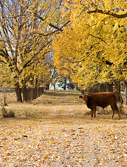 Image showing autumn farm