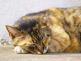 Image showing stray cat