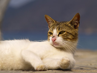 Image showing stray cat