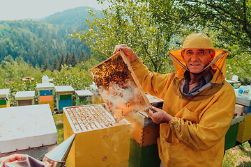 Image showing Senior beekeeper checking how the honey production is progressing. Photo of a beekeeper with a comb of honey