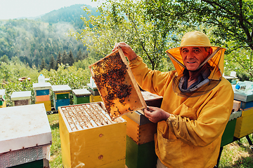 Image showing Senior beekeeper checking how the honey production is progressing. Photo of a beekeeper with a comb of honey