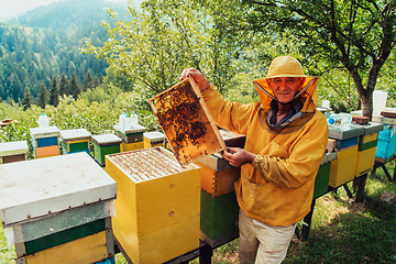 Image showing Senior beekeeper checking how the honey production is progressing. Photo of a beekeeper with a comb of honey