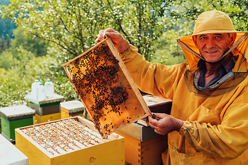 Image showing Senior beekeeper checking how the honey production is progressing. Photo of a beekeeper with a comb of honey