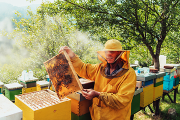 Image showing Senior beekeeper checking how the honey production is progressing. Photo of a beekeeper with a comb of honey