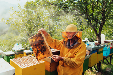 Image showing Senior beekeeper checking how the honey production is progressing. Photo of a beekeeper with a comb of honey