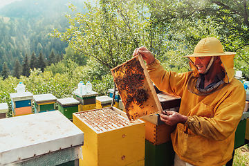 Image showing Senior beekeeper checking how the honey production is progressing. Photo of a beekeeper with a comb of honey