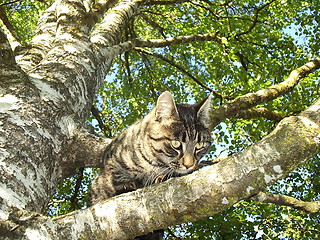 Image showing Cat in the tree