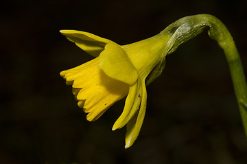 Image showing daffodil