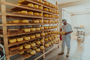 Image showing A worker at a cheese factory sorting freshly processed cheese on drying shelves