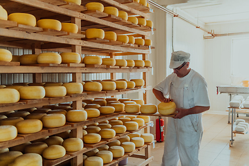 Image showing A worker at a cheese factory sorting freshly processed cheese on drying shelves