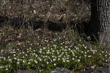 Image showing wood anemones