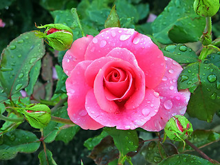 Image showing Rose