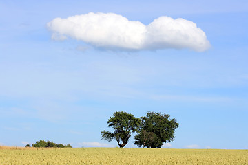 Image showing Cornfield with Trees