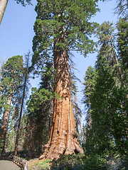 Image showing Sequoia National Park