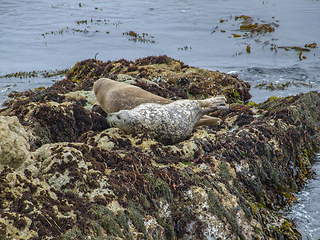 Image showing seals in California