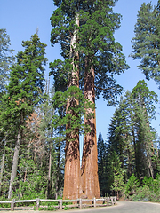 Image showing Sequoia National Park