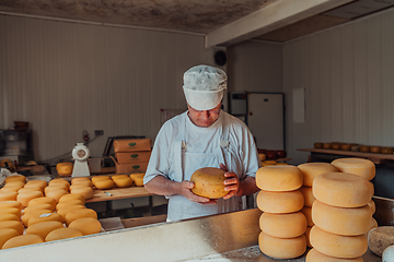 Image showing The cheese maker sorting freshly processed pieces of cheese and preparing them for the further processing process