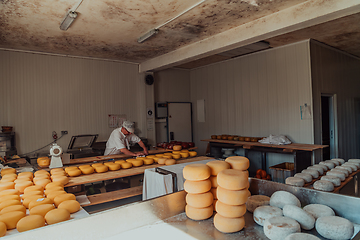 Image showing The cheese maker sorting freshly processed pieces of cheese and preparing them for the further processing process