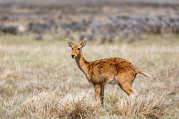 Image showing antelope Bohor reedbuck, Bale mountain, Ethiopia