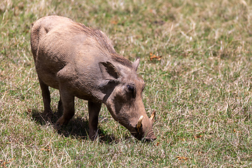 Image showing Warthog in Bale Mountain, Ethiopia