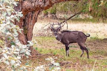 Image showing Mountain Nyala in ale mountains Ethiopia