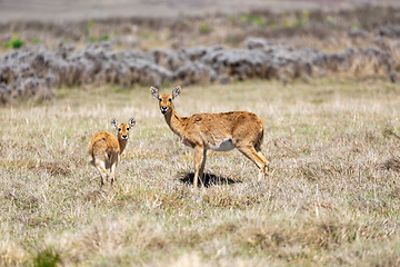 Image showing antelope Bohor reedbuck, Bale mountain, Ethiopia