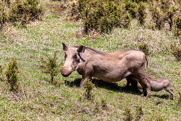 Image showing Warthog family with baby piglets, Ethiopia