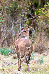 Image showing endemic Mountain Nyala in ale mountains Ethiopia