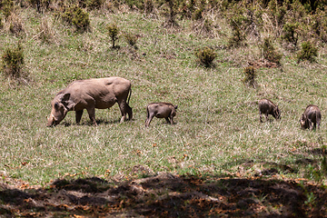 Image showing Warthog family with baby piglets, Ethiopia